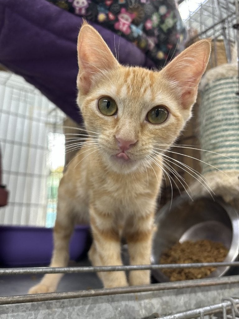 ACE: Snoes zoekt samen met Mousse naar een thuis, Kater, Kortharig, 0 tot 2 jaar