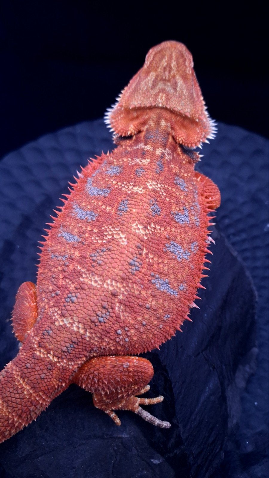 100% Red Monster Leatherback Baardagaam Man Bearded Dragon photo 18