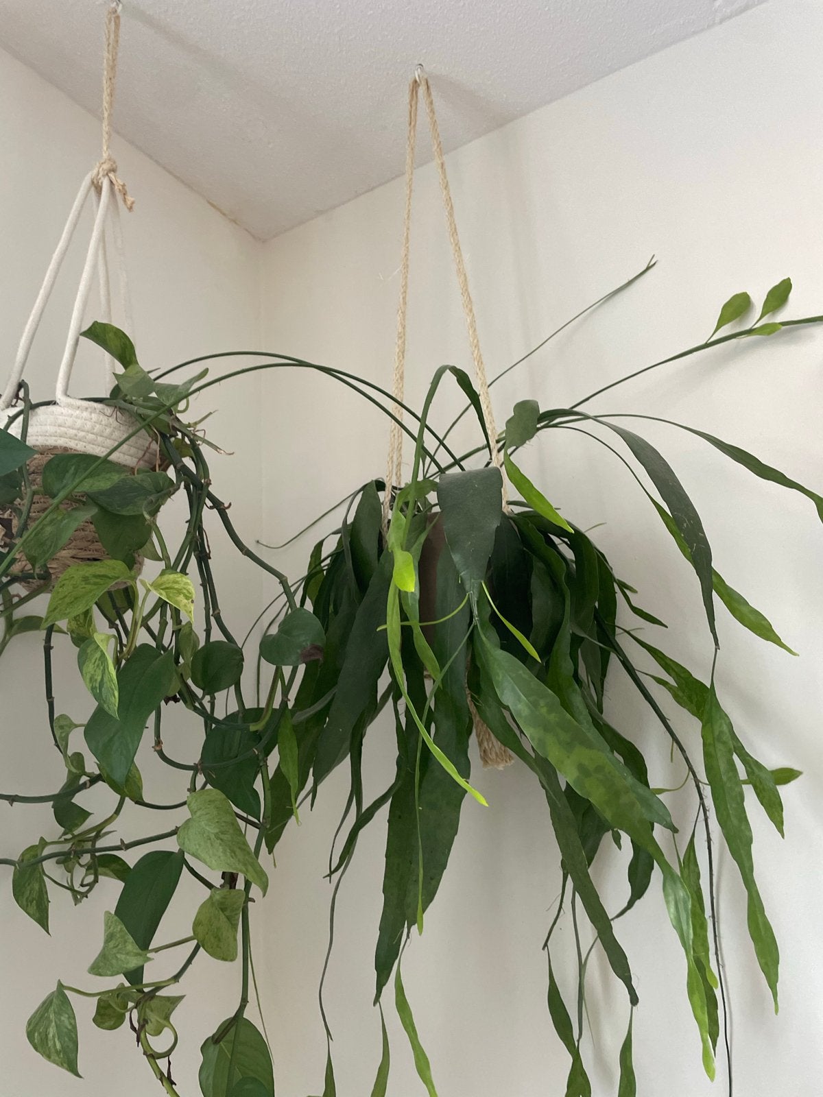 Diverse planten, Huis en Inrichting, Ophalen, Ficus, Halfschaduw, In pot