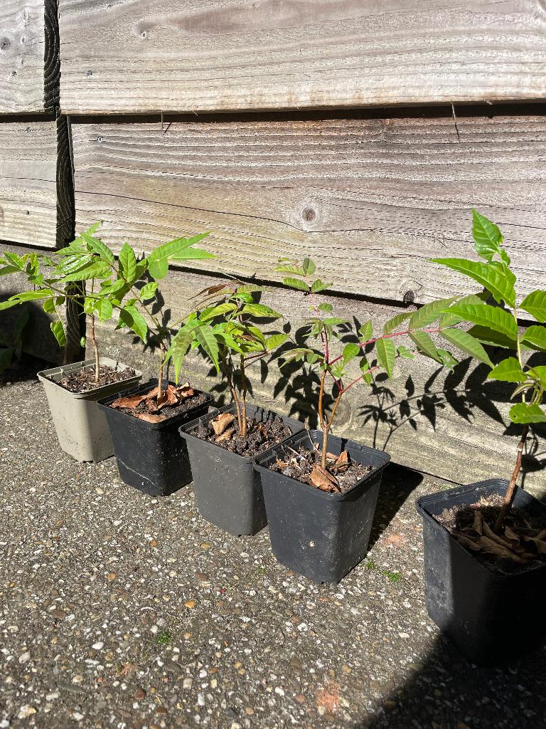 Uiensoepboom (Toona sinensis), Minder dan 100 cm, Volle zon, In pot, Overige soorten