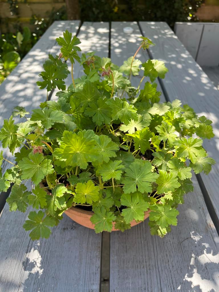 ==MOOI== Pot vol planten met roze bloemen op steeltjes, Tuin en Terras, Planten | Tuinplanten, Bodembedekkers, Vaste plant, Ophalen of Verzenden