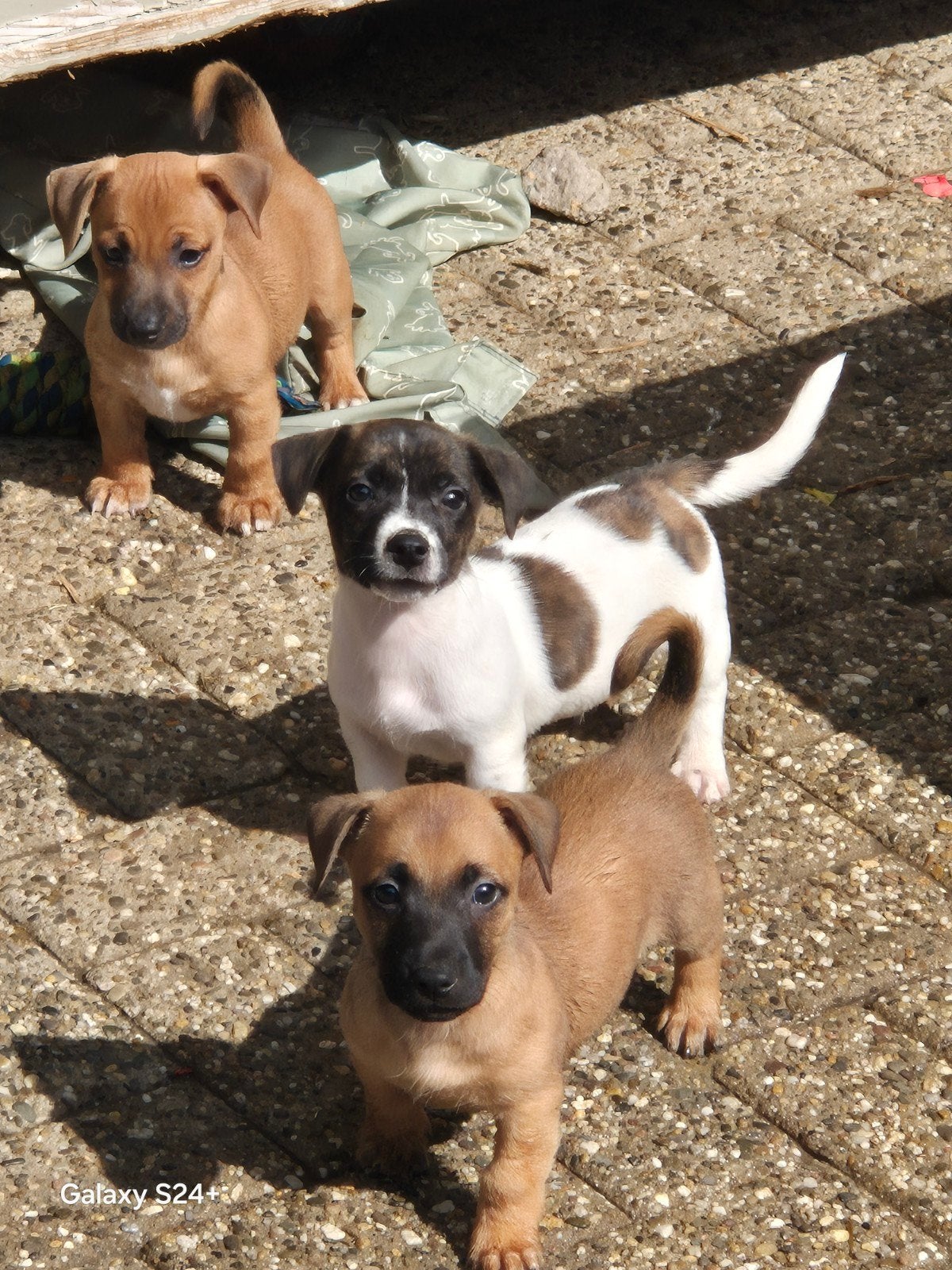 Jack Russel pups mooie kleuren  🎨💯, Dieren en Toebehoren, Jack Russell Terriër, 8 tot 15 weken, Meerdere, Meerdere dieren