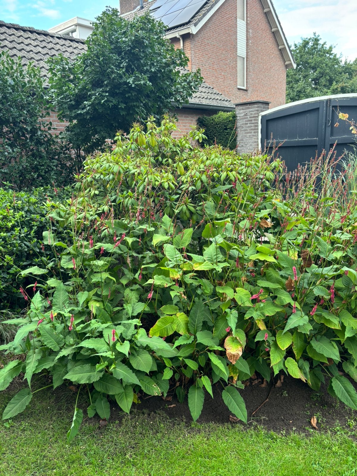 5m2 volwassen Persicaria, Ophalen, Overige soorten, Volle zon