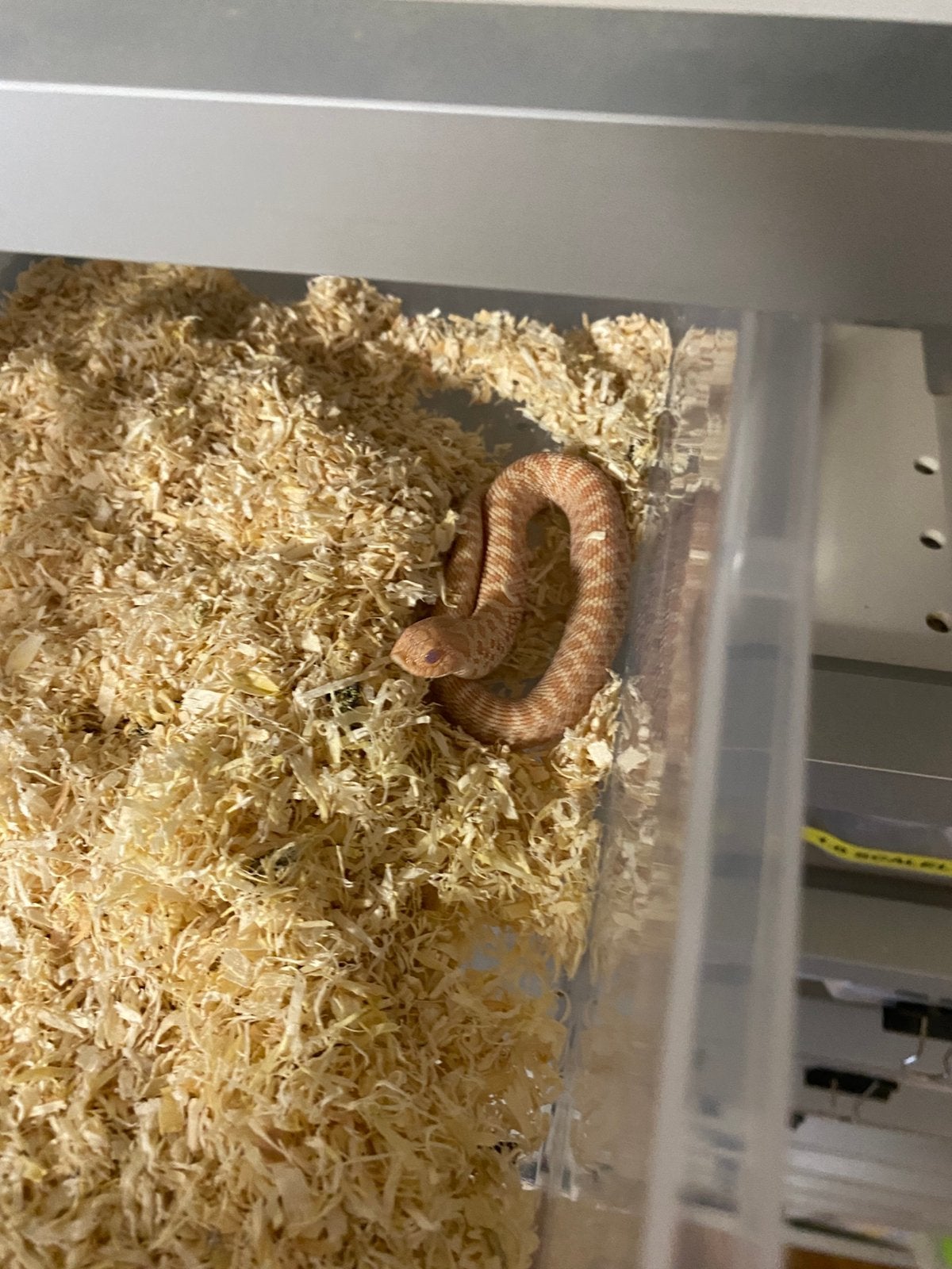 Haakneuzen en korenslangen Corn Snake photo 2