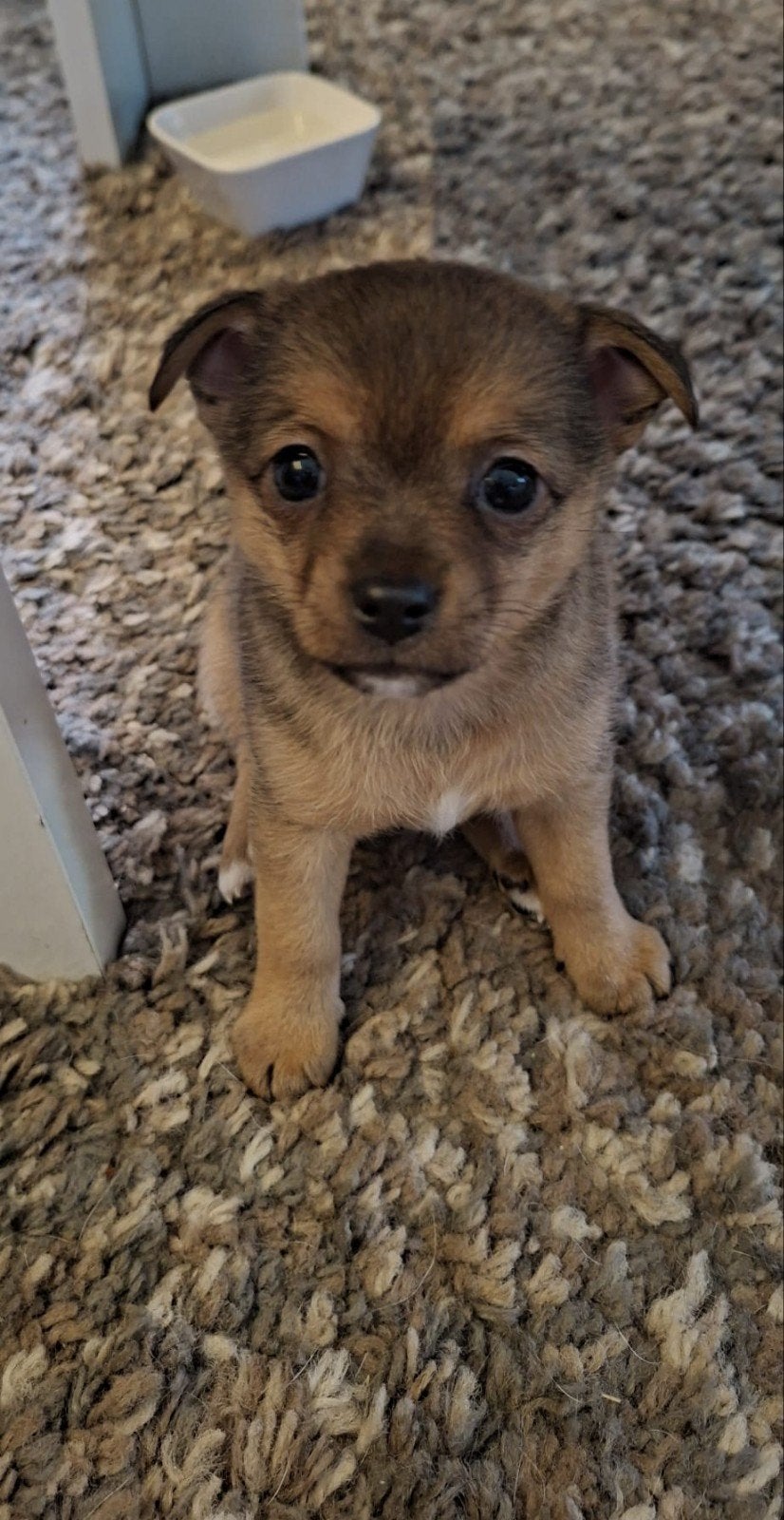 Jack Russel x Pomeriaan, Parvo, Jack Russell Terriër, 8 tot 15 weken, Teef