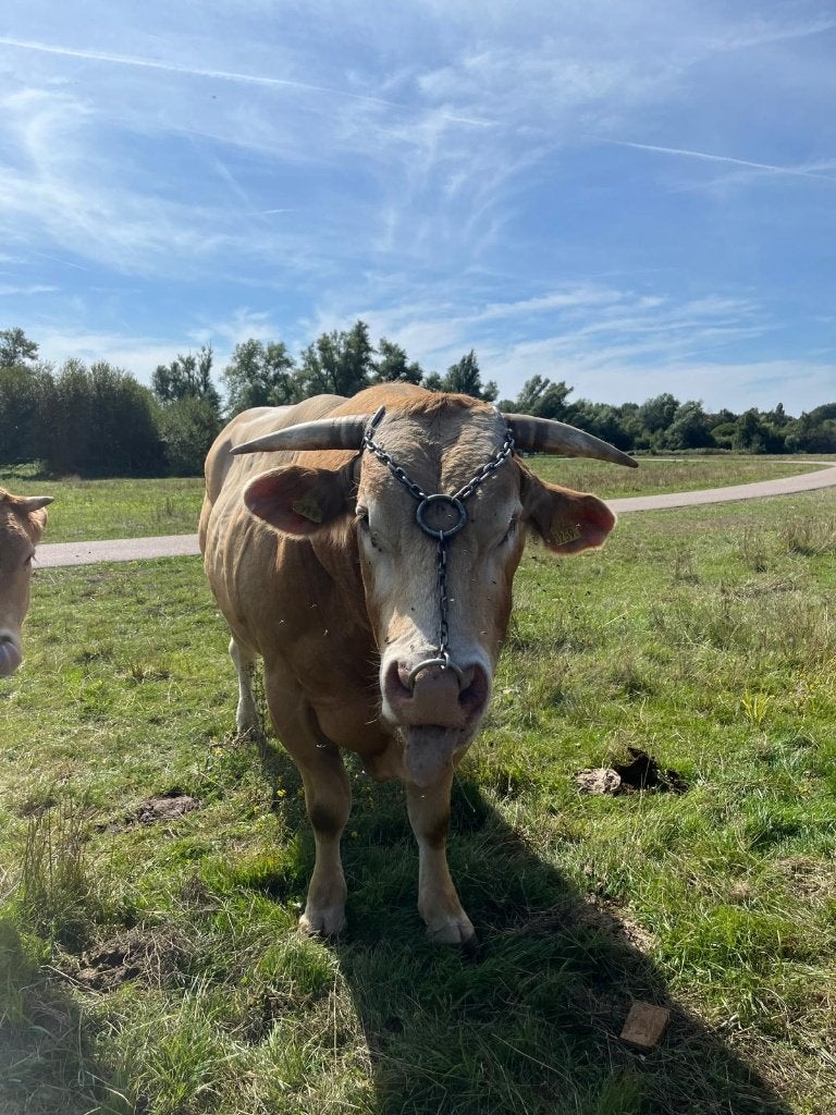 Stier, Dieren en Toebehoren, Runderen, Mannelijk, 3 tot 6 jaar