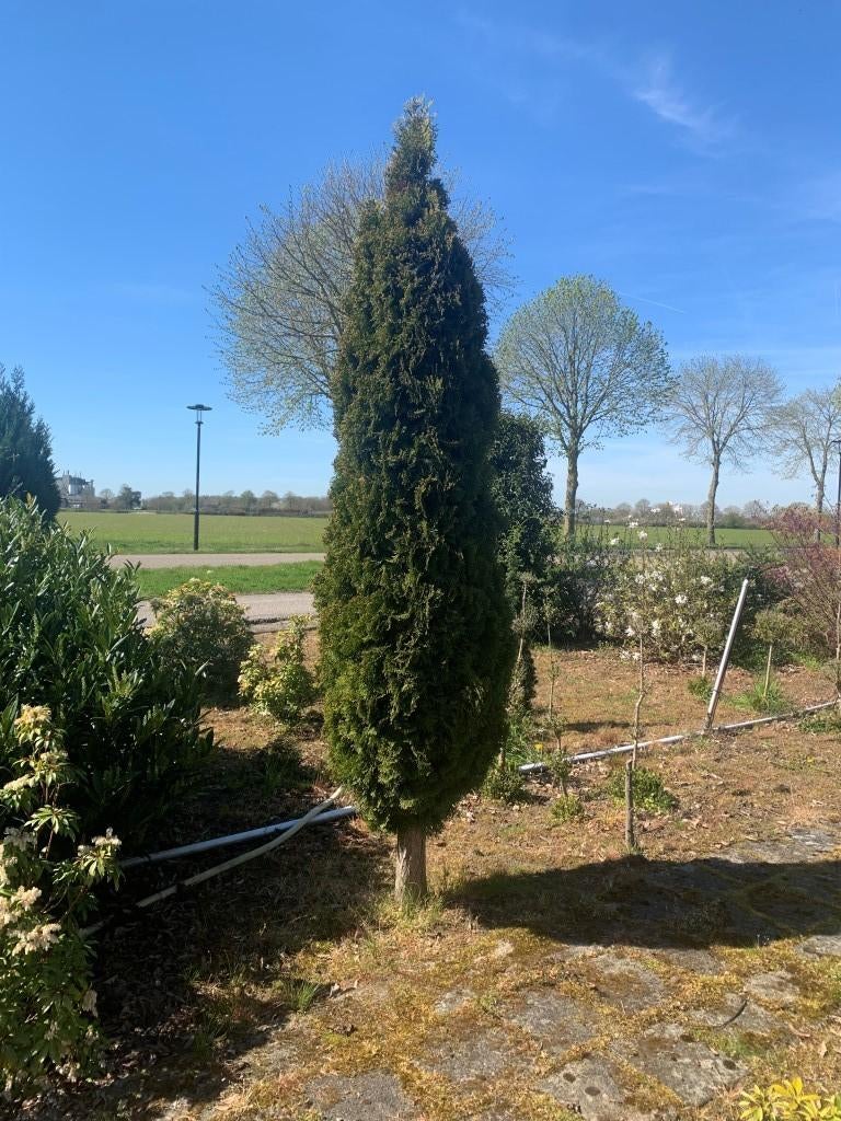 Conifeer op Stam, Tuin en Terras, Ophalen, Conifeer, 100 tot 250 cm