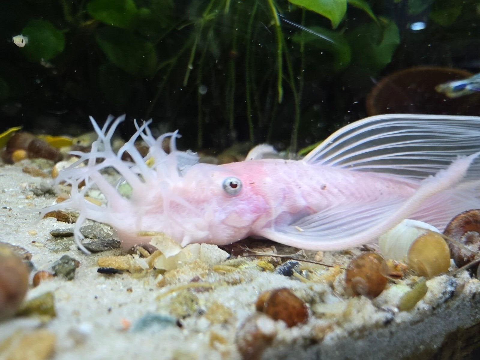 prachtige ancistrus snow White longfin koppel, Vis, Zoetwatervis, Schoolvis