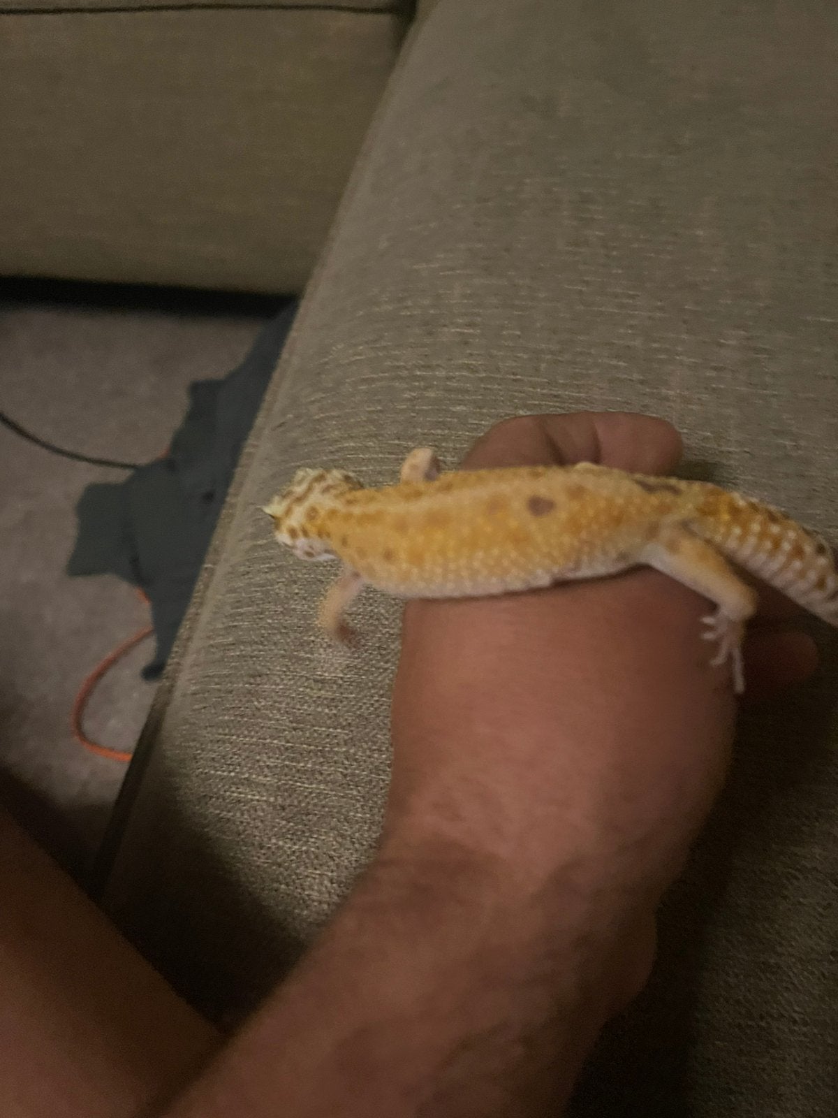 Mack snow luipaard gekko Leopard Gecko photo 5