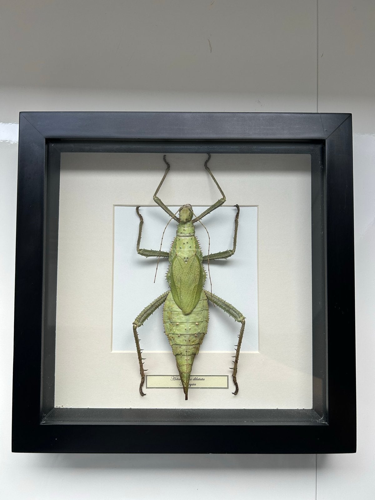 Opgezette Maleisische Woudnimf (Heteropteryx) in lijst, Wandelende tak