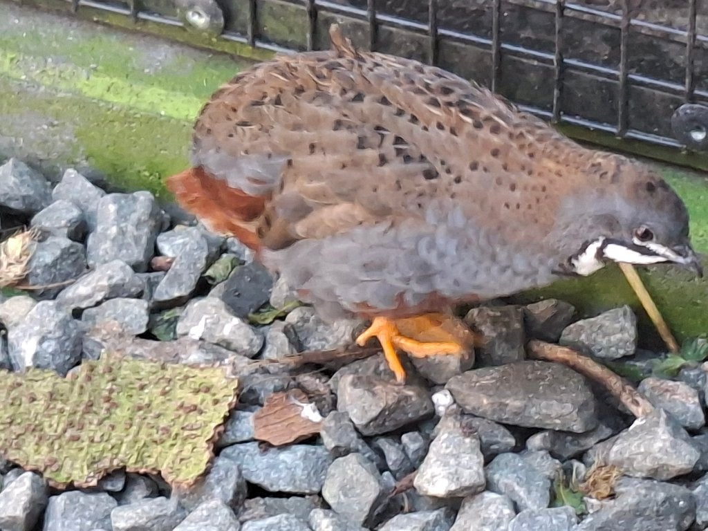 chinese dwergkwartels, Dieren en Toebehoren, Meerdere dieren, Wildzangvogel