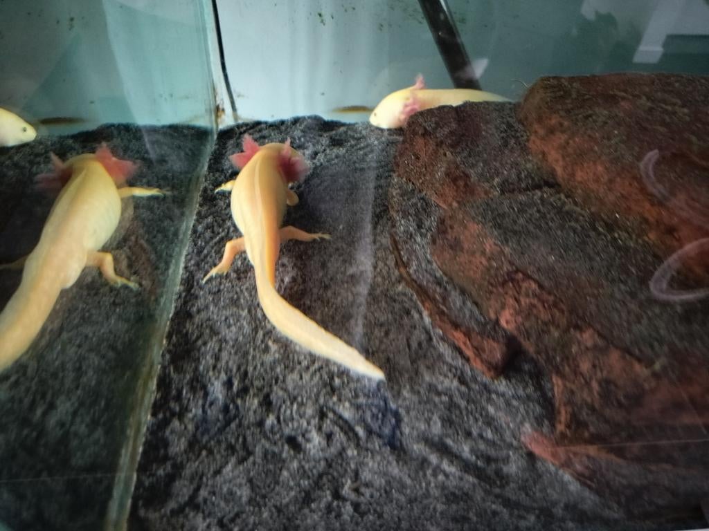 Axolotl incl toebehoren, Dieren en Toebehoren, Reptielen en Amfibieën, Schildpad, 0 tot 2 jaar