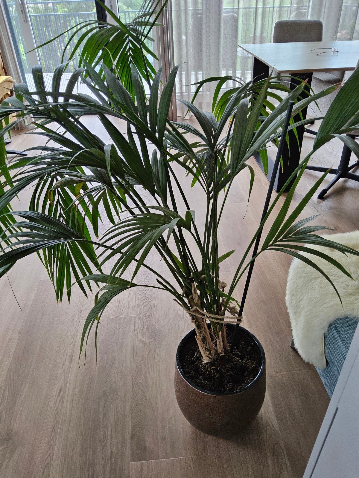 Palm, Ophalen, 100 tot 150 cm, Palm, Halfschaduw