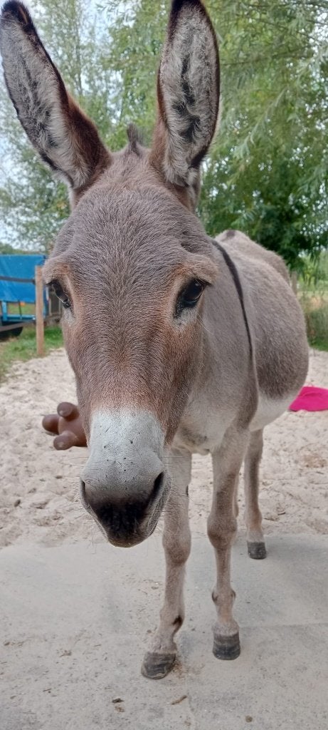 mini ezel merrie, Dieren en Toebehoren, Mei, Vrouwelijk