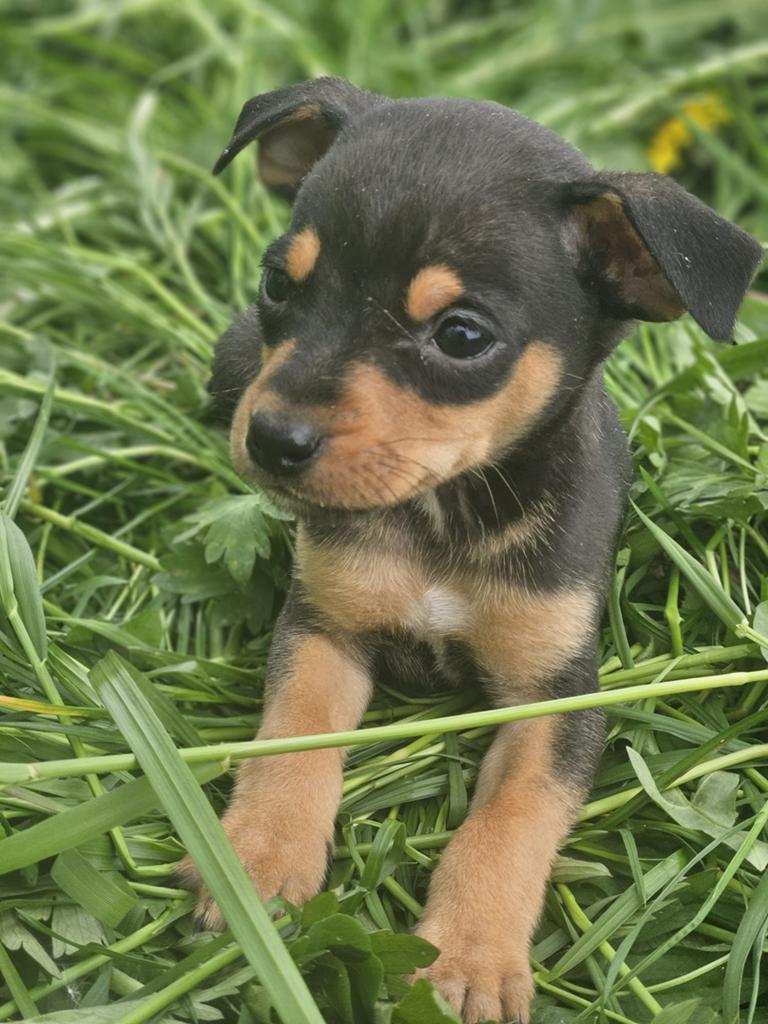 Boerenfox, 8 tot 15 weken, Teef, Parvo, Meerdere