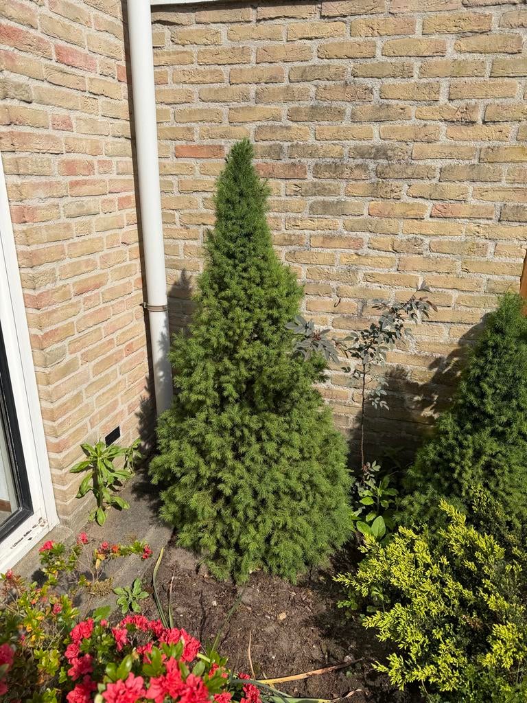 Dwergspar (Picea glauca 'Conica'), Ophalen, Bloeit niet, Halfschaduw, Overige soorten