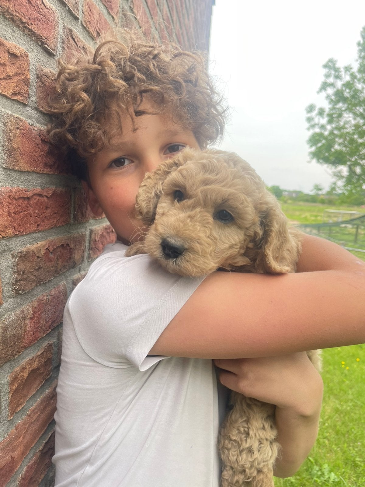 4 maanden oude medium Labradoodle Colin multigeneration, Overige rassen, 8 tot 15 weken, Parvo, Meerdere