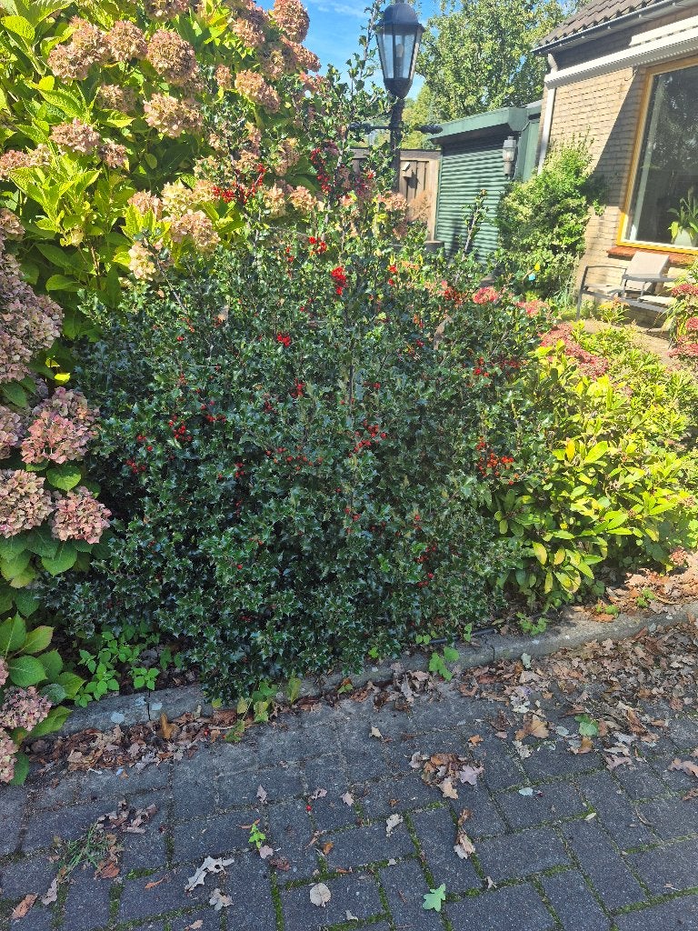 Hulst struik, Tuin en Terras, Ophalen, Hulst, Struik, 100 tot 250 cm