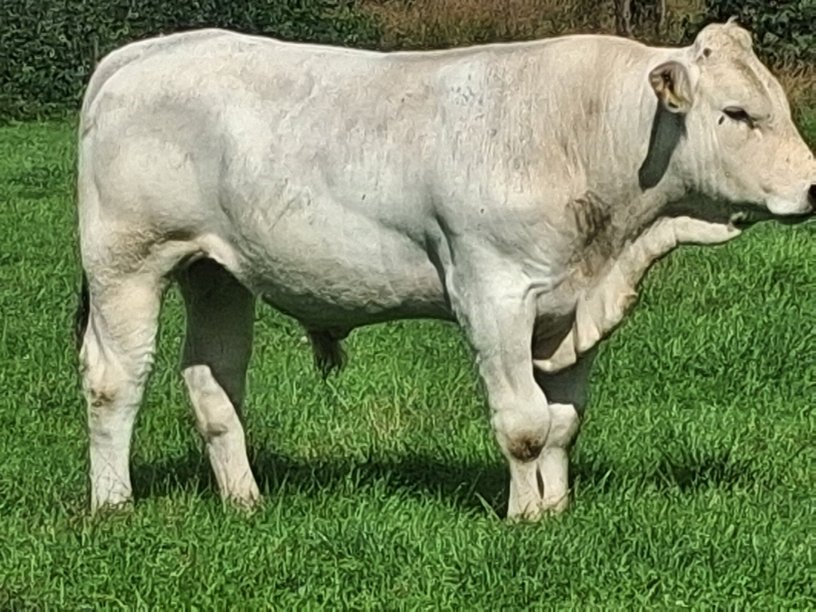 4 blauwe kalveren en Marchigiana dekstieren, Dieren en Toebehoren, Runderen, Mannelijk