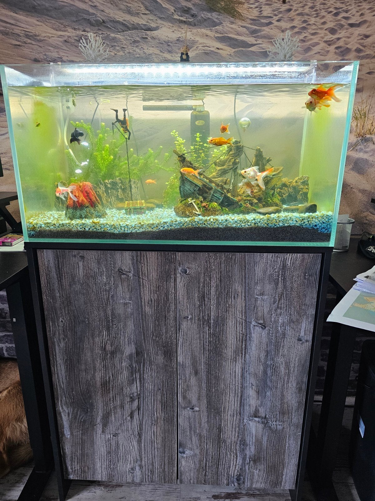 Aquarium met toebehoren, Dieren en Toebehoren, Ophalen, Inclusief vissen, Superfish, Gevuld zoetwateraquarium