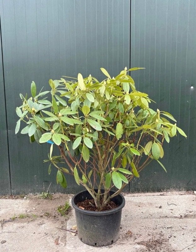Rhododendron, Ophalen, Vaste plant, Overige soorten, Halfschaduw