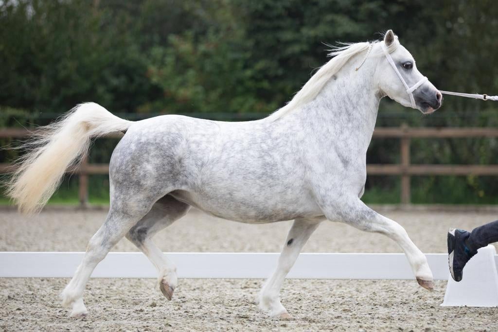 Welshpony merrie met topafstamming, Dieren en Toebehoren, Merrie, Met stamboom, B, 3 tot 6 jaar