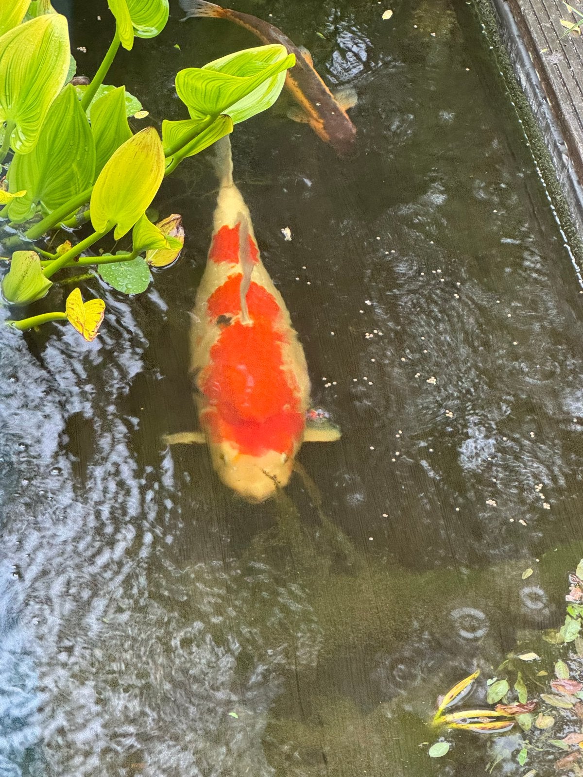 Kohaku met kleine sumi. 50-60 cm lang ., Karper of Koi