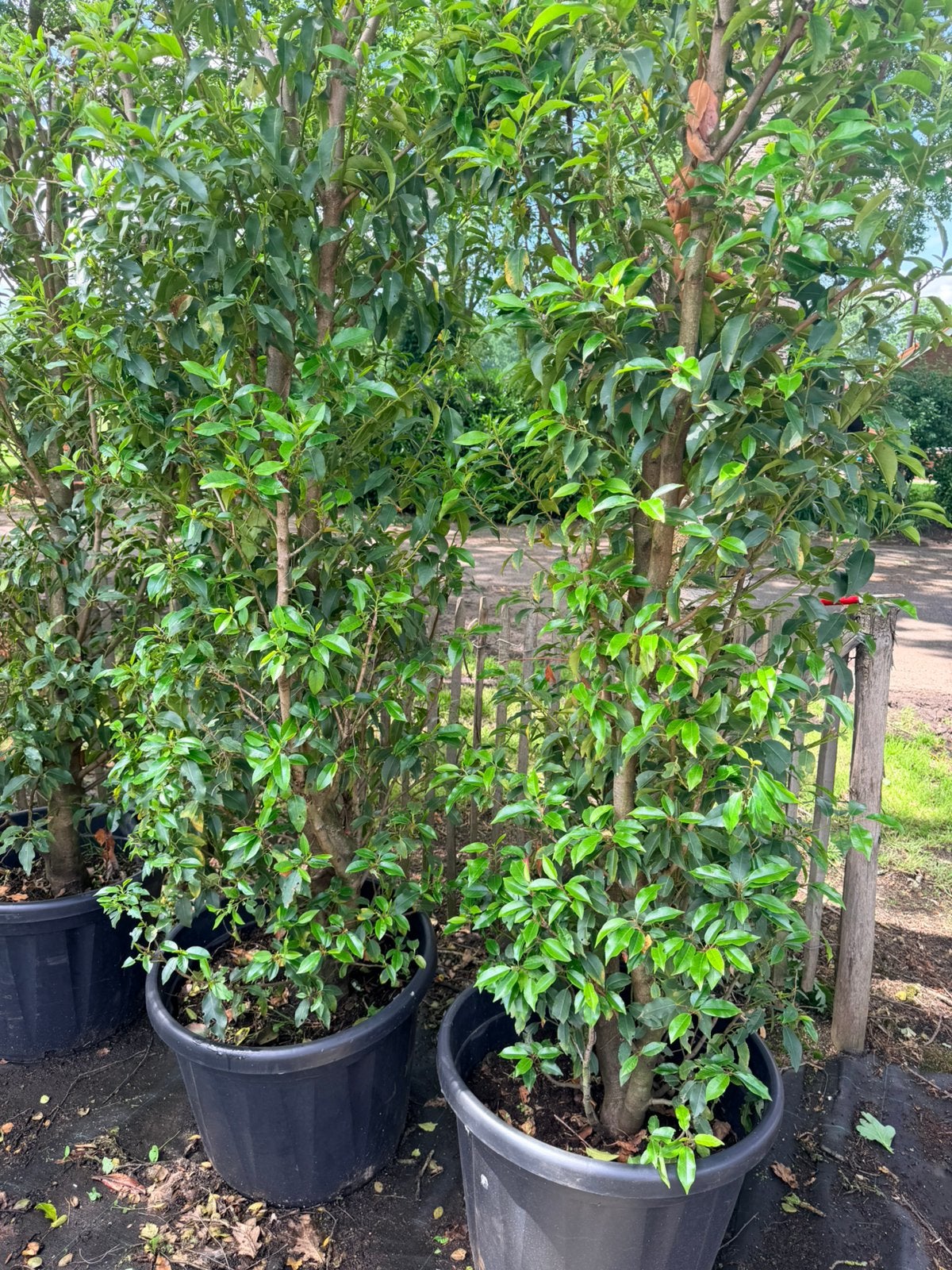 Grote Portugese laurier planten! Prunus Lusitanica angustifo, Tuin en Terras, Planten | Struiken en Hagen, Ophalen of Verzenden