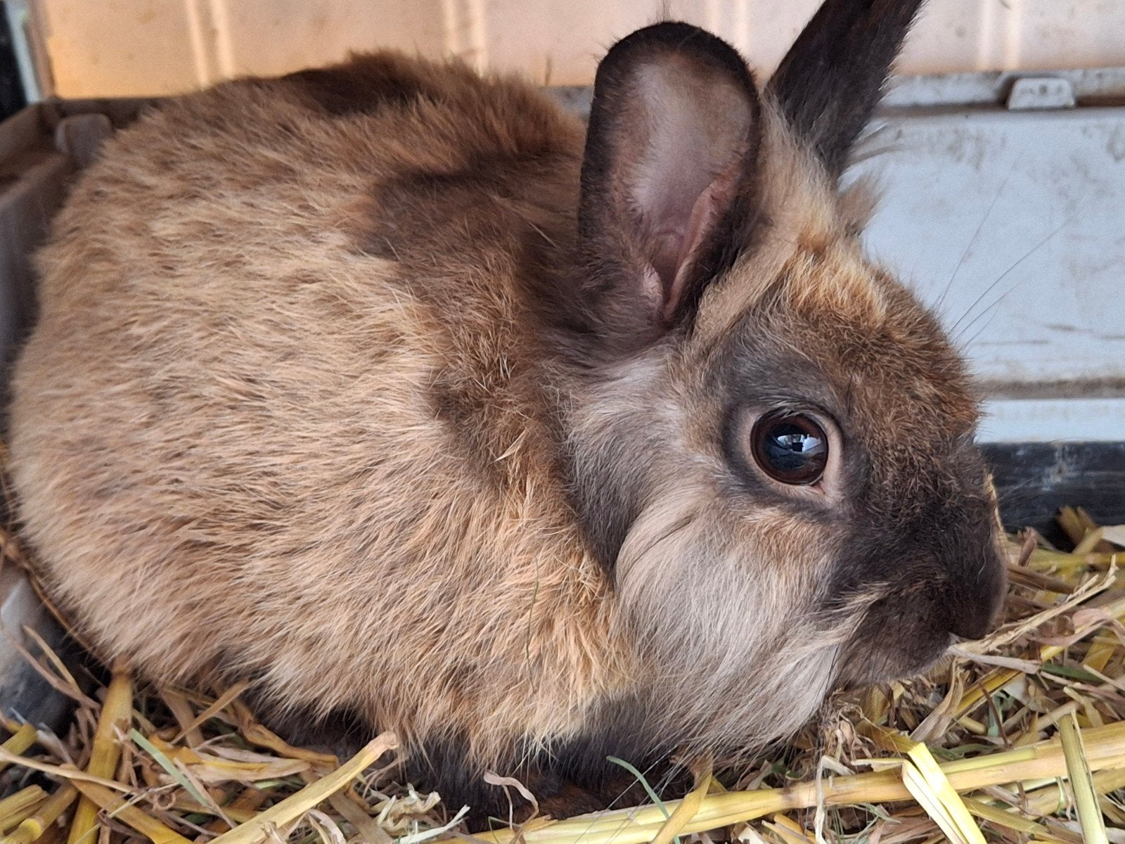 Heel lief dwergkonijn ram 1 jaar (evt + ferplast konijnenhok, Dieren en Toebehoren, Mannelijk, Dwerg, 0 tot 2 jaar