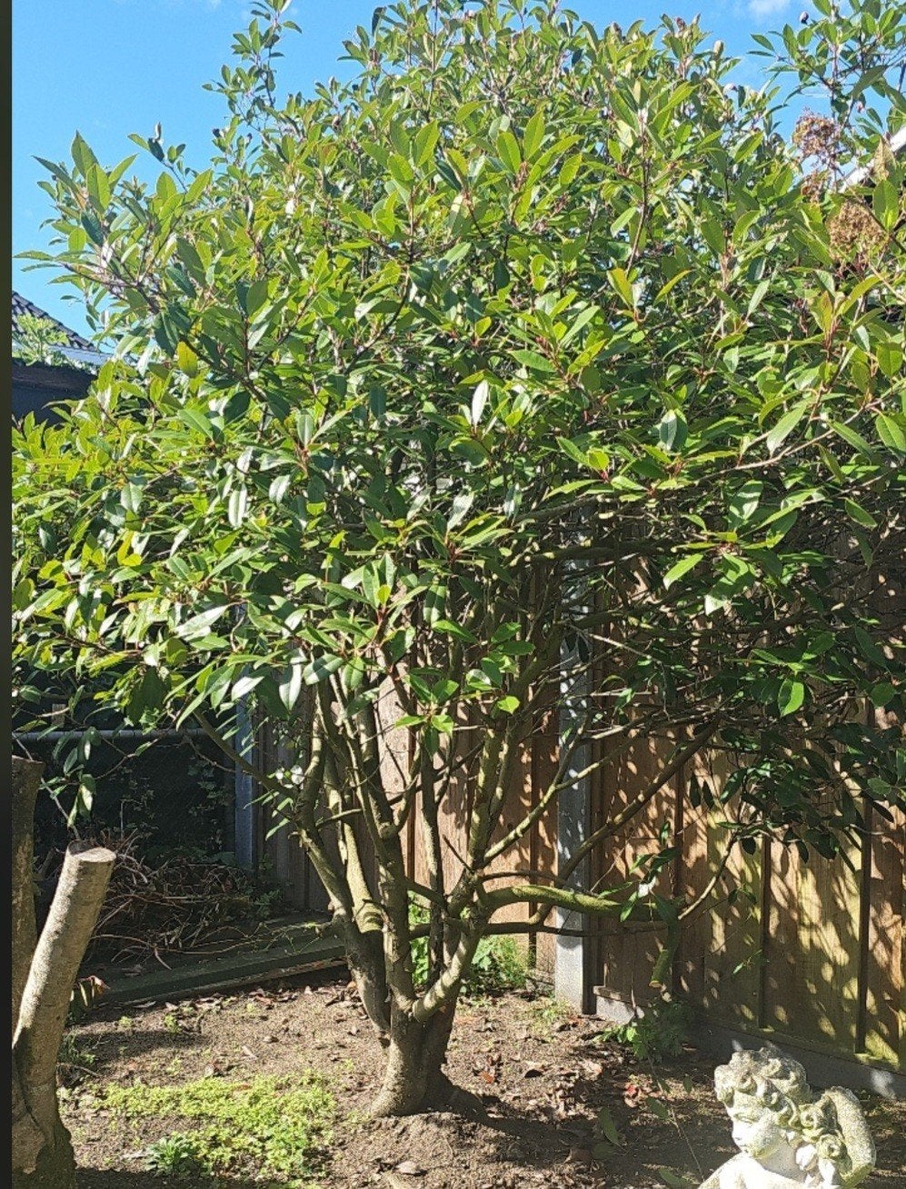 glansmispel, Tuin en Terras, Planten | Bomen, Overige soorten, 100 tot 250 cm, Zomer, Ophalen