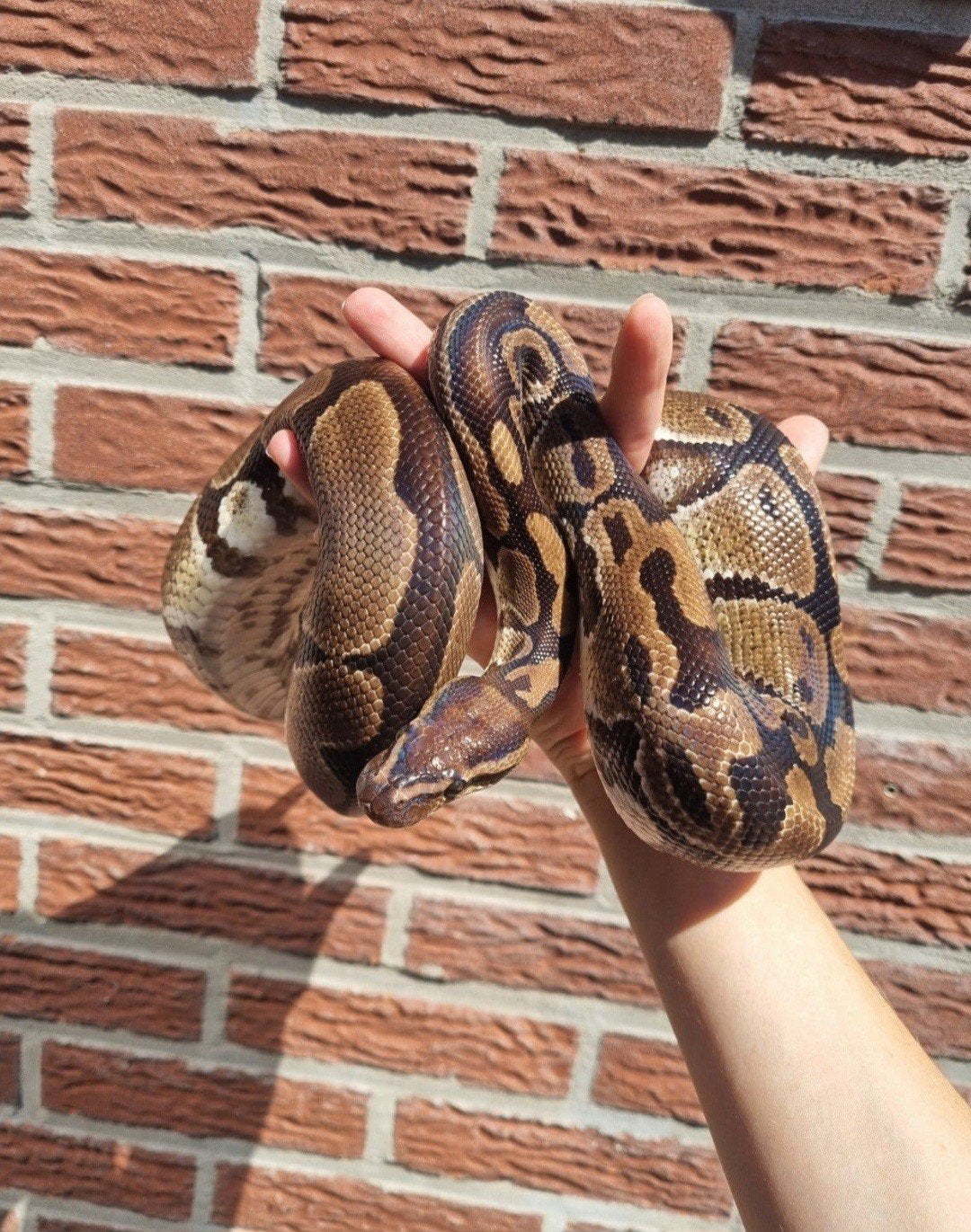 Koningspython (Python regius) + terrarium en toebehoren Ball Python - unknown for sale from Mandy