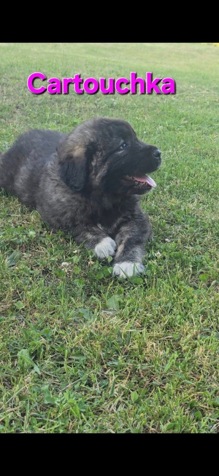Kaukaas pups (goed lezen  ), Dieren en Toebehoren, Particulier, Overige rassen, 8 tot 15 weken, Buitenland