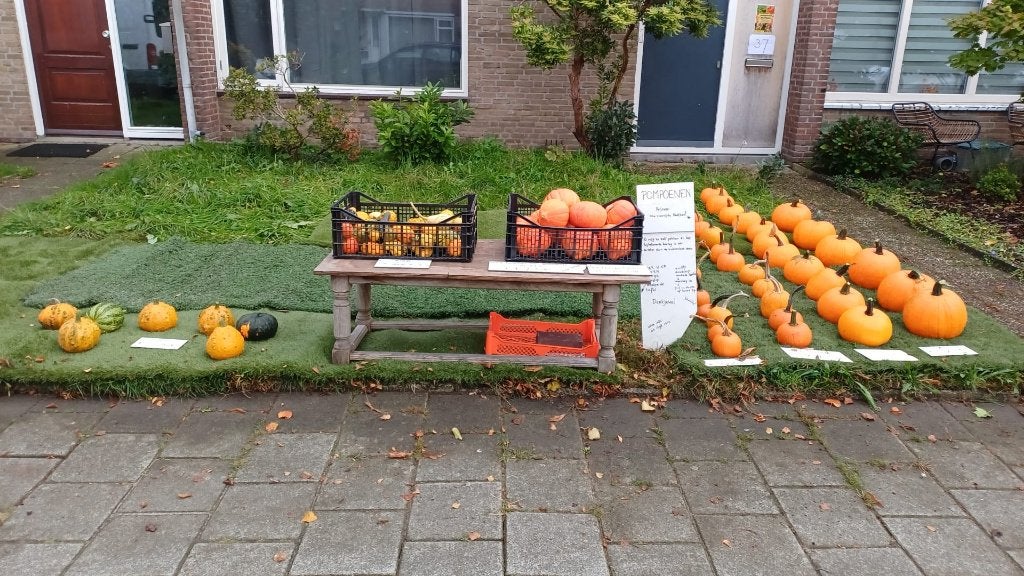 pompoenen Halloween eetbare en sierpompoenen Strijp, Ophalen, Volle zon