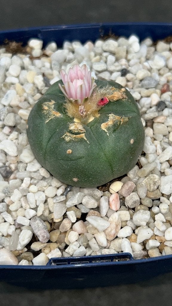 Lophophora williamsii (vetplant), Huis en Inrichting, Kamerplanten, Vetplant, Ophalen of Verzenden, In pot, Minder dan 100 cm