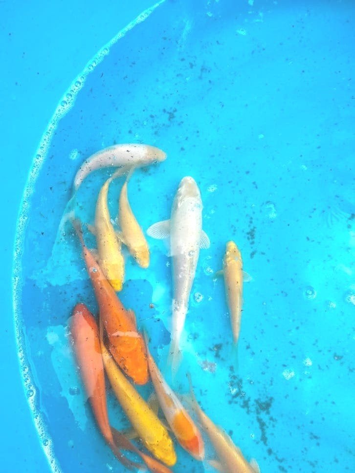 nakweek Japanse koi karpers, Dieren en Toebehoren, Vissen | Vijvervissen, Karper of Koi