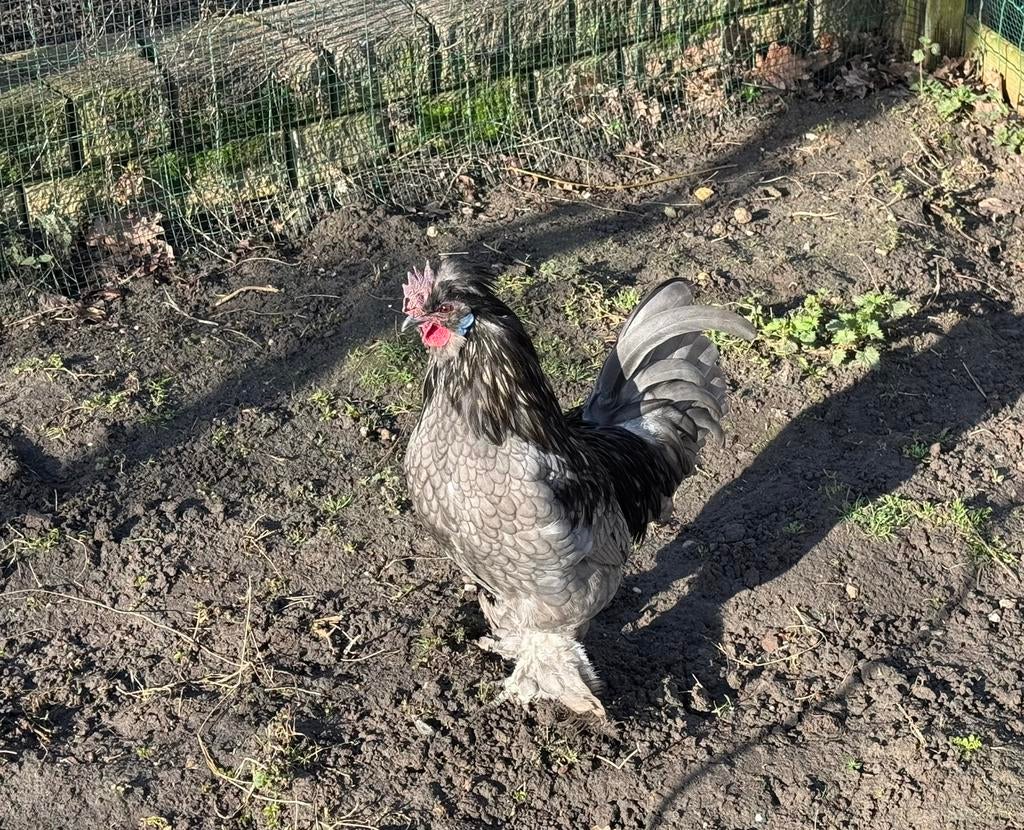 Gratis Krielhaantje (kraaikop x zijdehoentje), Dieren en Toebehoren, Mannelijk, Kip