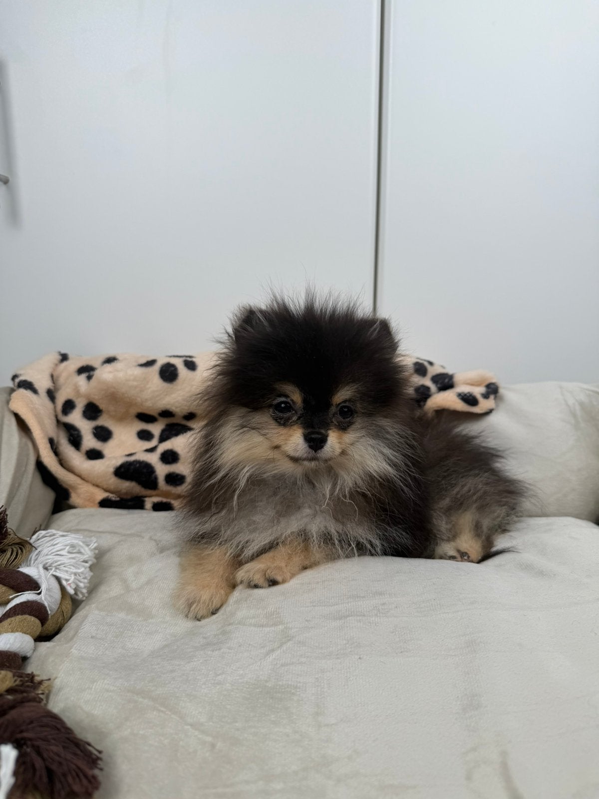 Black & Tan Pomeranian puppy pomeriaan, Dieren en Toebehoren, Honden | Chihuahua's en Gezelschapshonden, België, Particulier, 15 weken tot 1 jaar