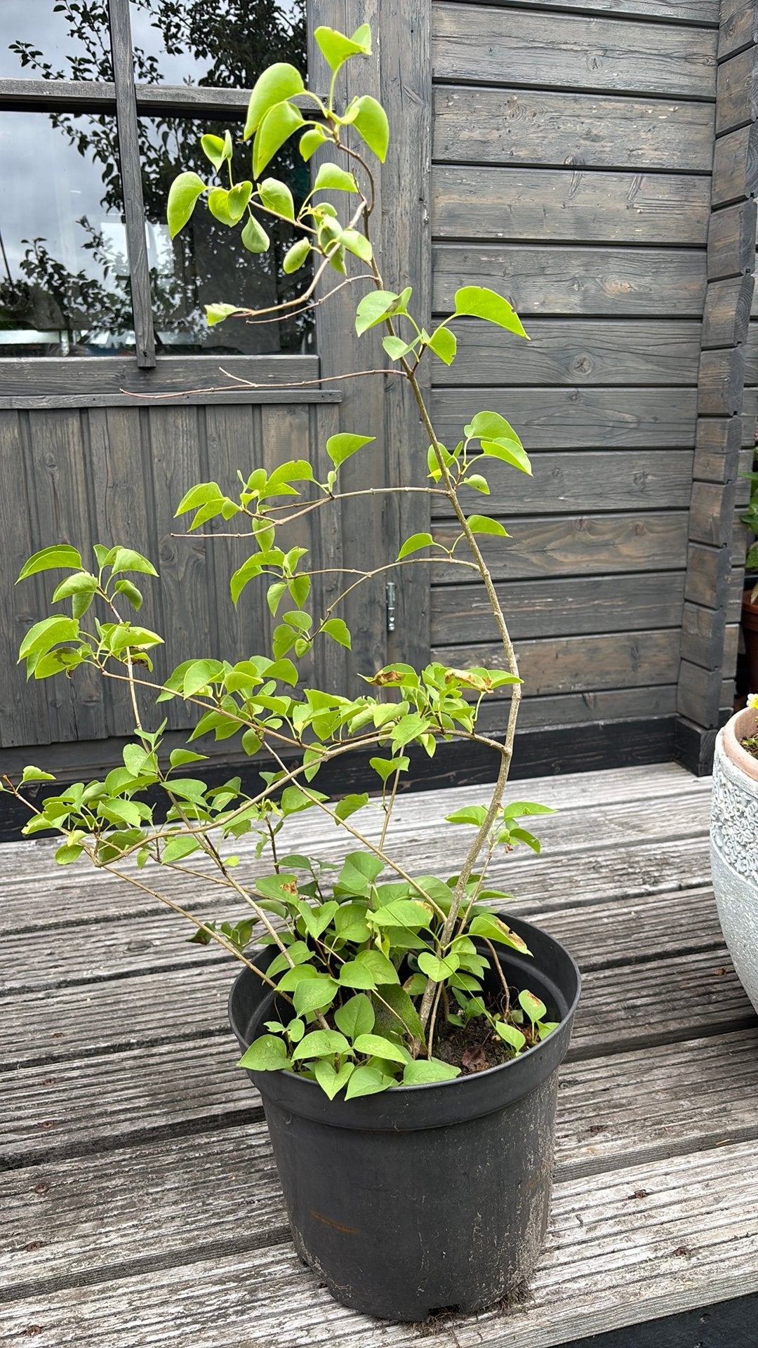 Sering ws lila 75 cm, Ophalen, Minder dan 100 cm, Overige soorten, Zomer