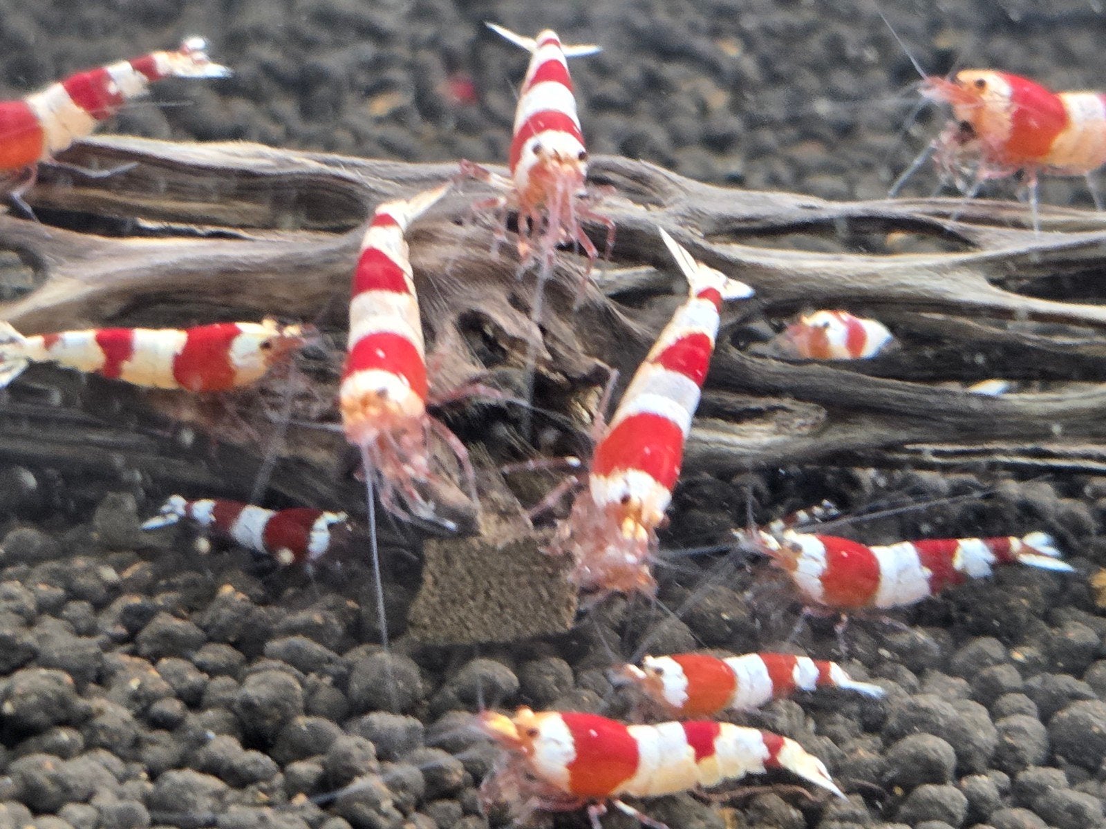 ️crystal red prl garnaal️, Kreeft, Krab of Garnaal, Zoetwatervis