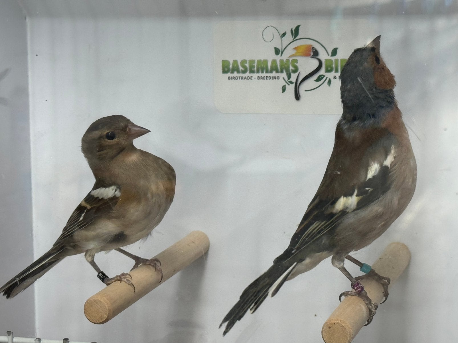 Europese vink - Fringilla coelebs, Dieren en Toebehoren, Vogels | Overige Vogels, Meerdere dieren, Wildzangvogel, Geringd