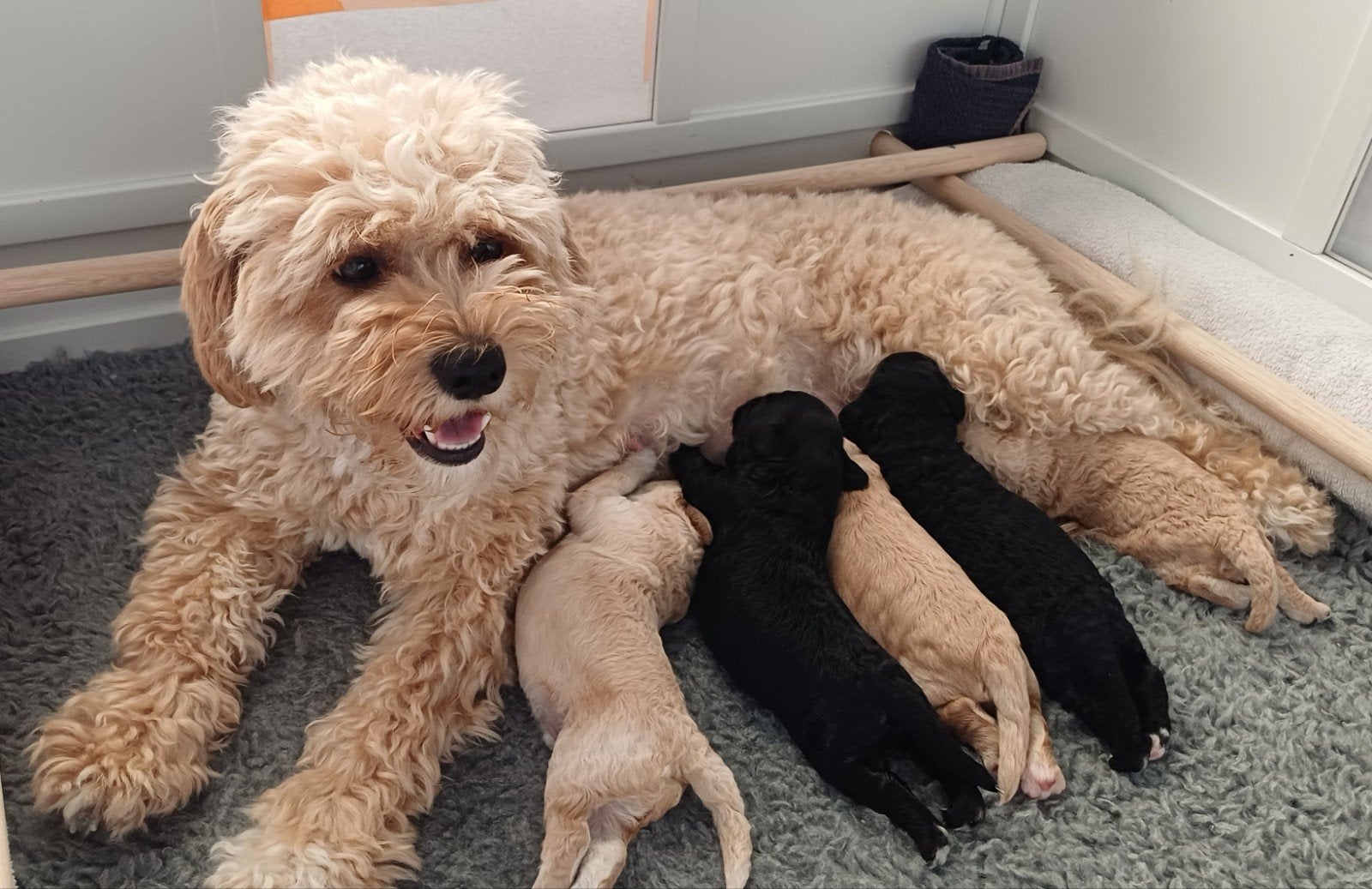Onze lieve Tibe-doodle pups zoeken hun gouden mandje, Overige rassen, CDV (hondenziekte), 8 tot 15 weken, Meerdere