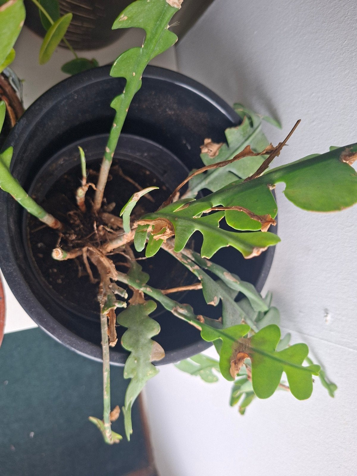 Rhipsalis (Koraalcactus) in pot, Ophalen, Vetplant, Halfschaduw, In pot