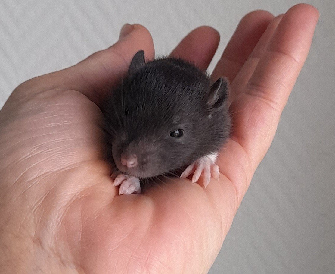 Nog één zwart vrouwtje ritten, Dieren en Toebehoren, Rat, Juni, Vrouwelijk, Tam