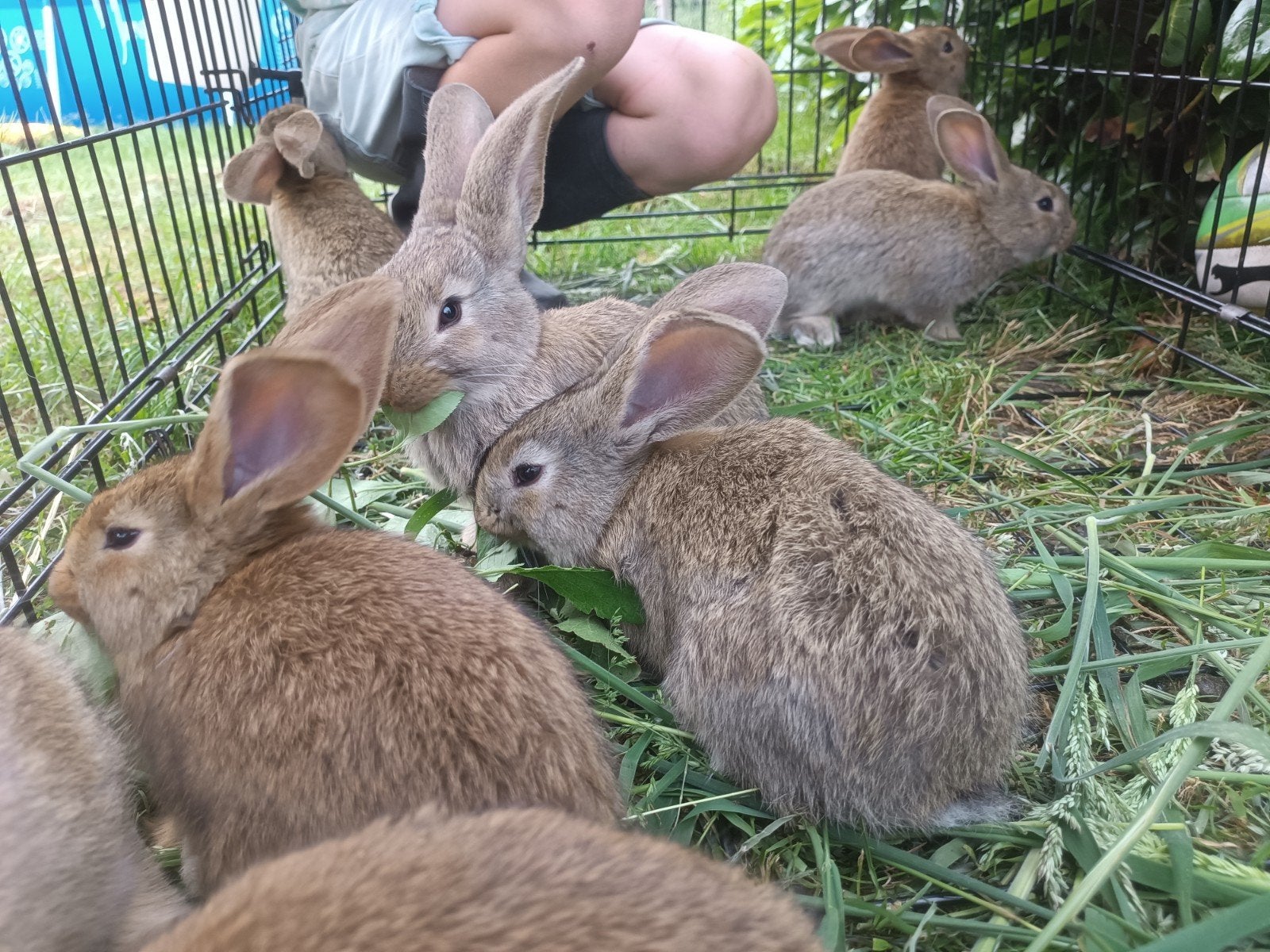 Lieve Vlaamse reus konijntjes wildkleur konijngrijs, Dieren en Toebehoren, Konijnen, Meerdere dieren, Groot, 0 tot 2 jaar