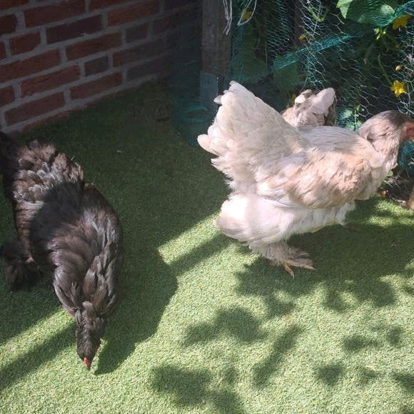 Brahma hennen, Dieren en Toebehoren, Pluimvee, Vrouwelijk, Kip