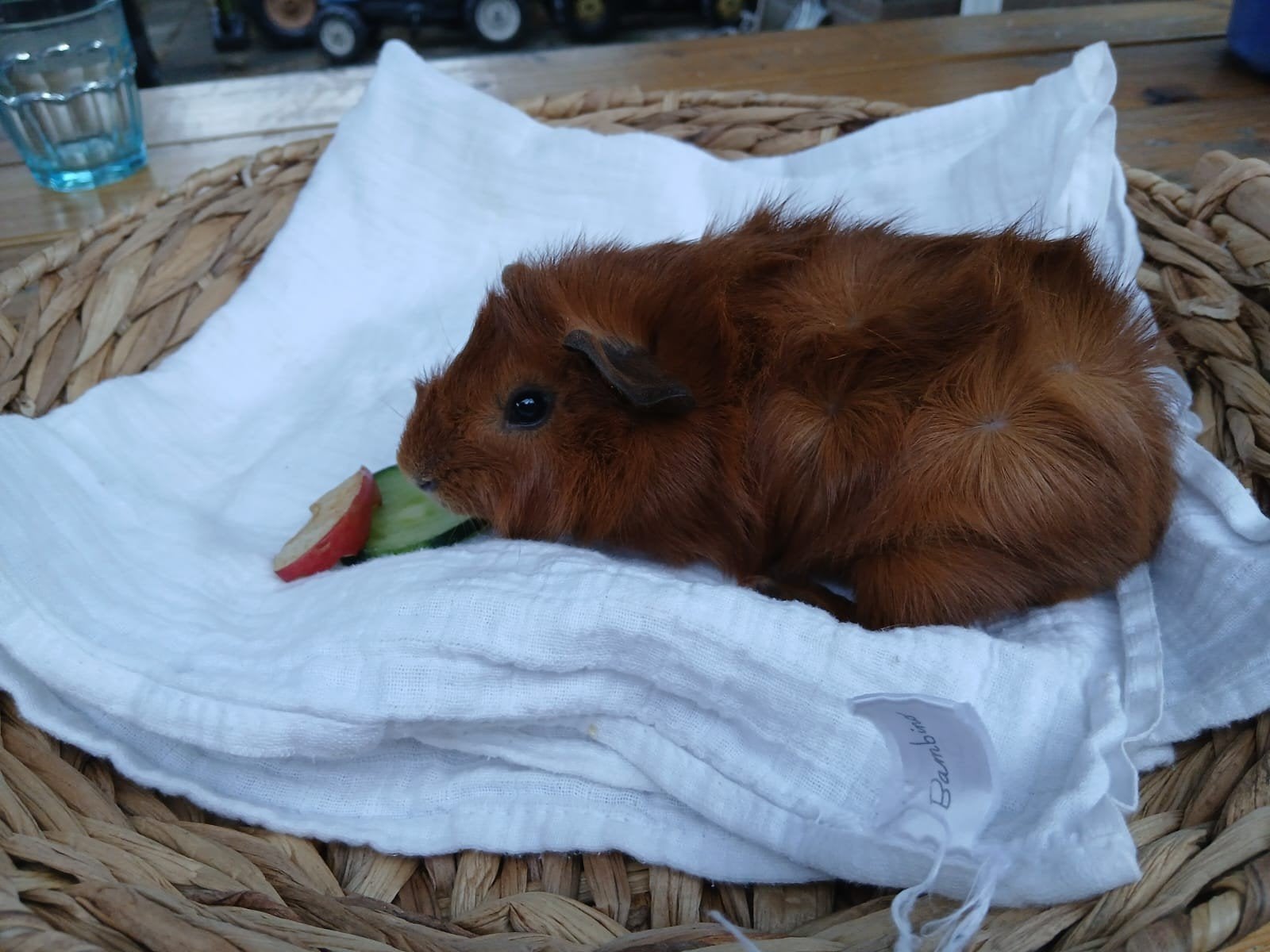 schitterend rood borstel cavia beertje (6 weken oud), Juli, Mannelijk, Cavia