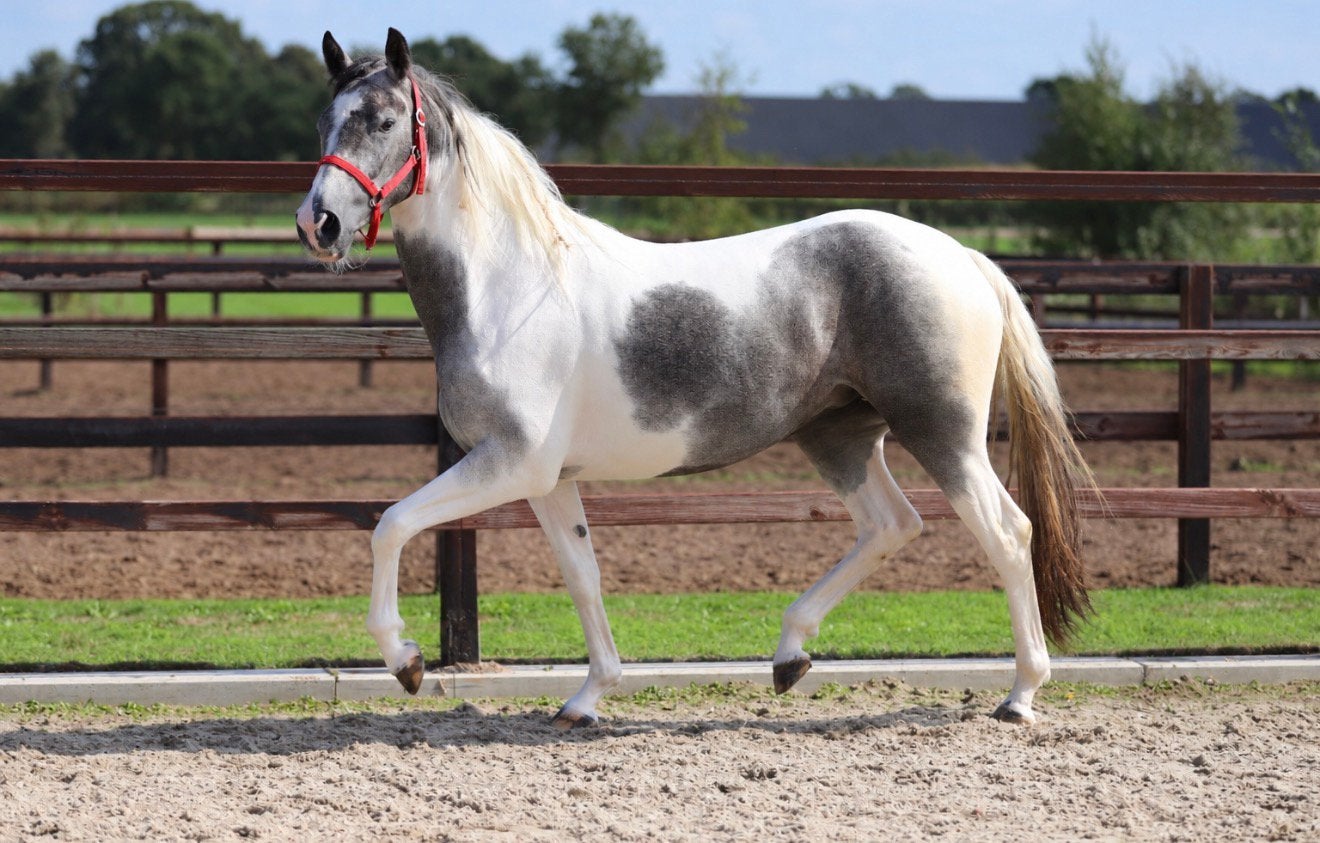 Royale 2-jarige bonte merrie, totaal onbeleerd., Dieren en Toebehoren, Merrie, Minder dan 160 cm, Dressuurpaard, 0 tot 2 jaar