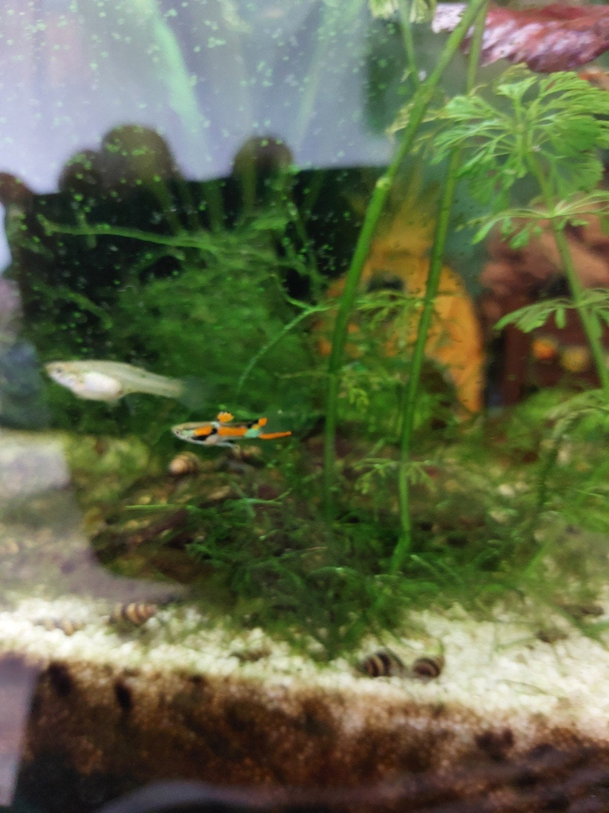 endler guppen (per 5), Ophalen, Nieuw