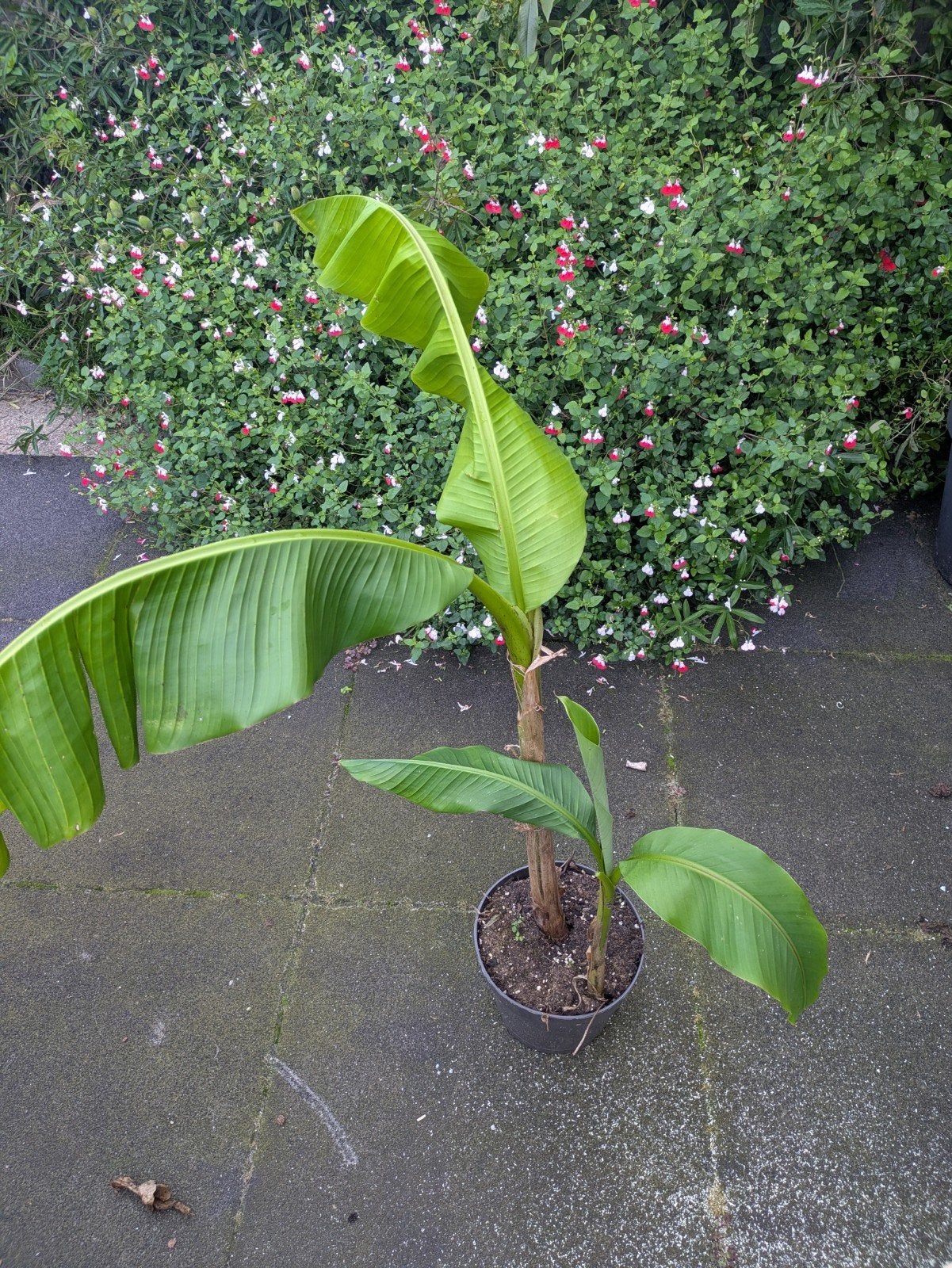 Musa Basjoo winterhard banaan plant, Ophalen of Verzenden, In pot, Halfschaduw, Minder dan 100 cm