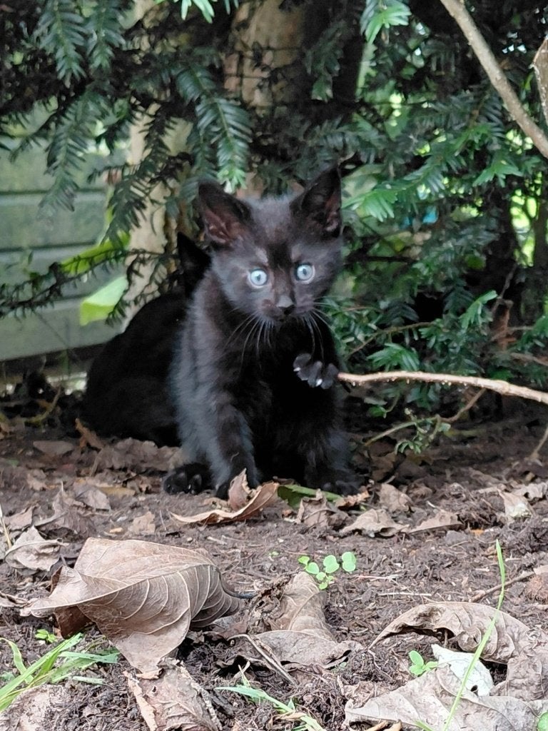 Kittens, Dieren en Toebehoren, Meerdere dieren, Kortharig, 0 tot 2 jaar